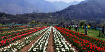 ‘Tulip garden likely to open by March 15’