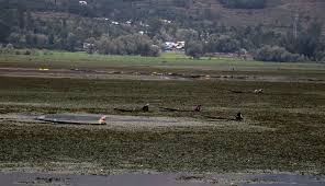 1.35 lakh Willows felled at Wular, 19 lakh plants raised