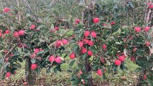 J&K exported 637,000 tonnes of fruit in 2024–25