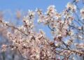 Early bloom in Kashmir as February heats up