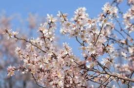 Early bloom in Kashmir as February heats up