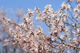 Early bloom in Kashmir as February heats up