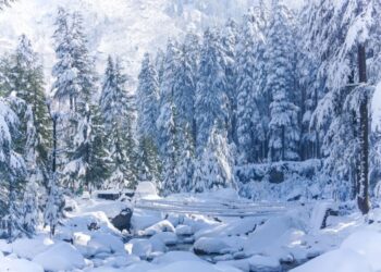 Fresh snowfall cheers Gulmarg visitors