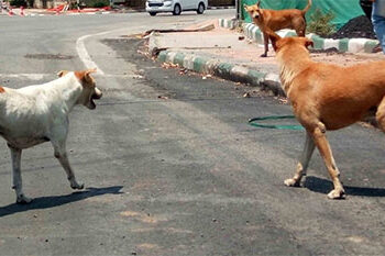 Over 1.52 lakh stray dogs in J&K’s urban areas: Govt