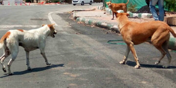 Over 1.52 lakh stray dogs in J&K’s urban areas: Govt