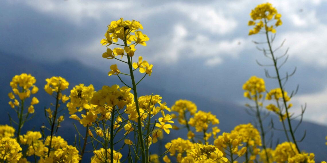 A vibrant mustard field blooming in central Kashmir’s Ganderbal district, painted in the colours of spring under a bright blue sky
