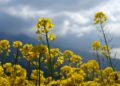 A vibrant mustard field blooming in central Kashmir’s Ganderbal district, painted in the colours of spring under a bright blue sky