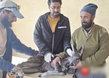 Rare musk deer rescued from barbed wire along Gurez LoC