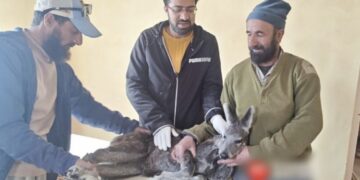 Rare musk deer rescued from barbed wire along Gurez LoC