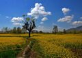 A vibrant mustard field blooming in central Kashmir’s Ganderbal district, painted in the colours of spring under a bright blue sky