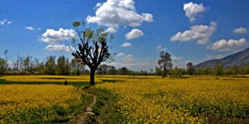 A vibrant mustard field blooming in central Kashmir’s Ganderbal district, painted in the colours of spring under a bright blue sky