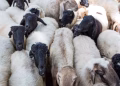 1.55 Lakh sheep transported to Kashmir in Ramadan
