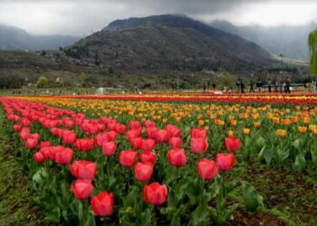 ‘Tulip Garden attracts over 57,000 visitors in first week’