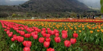 ‘Tulip Garden attracts over 57,000 visitors in first week’