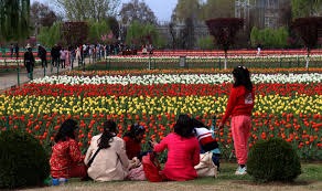 Tourists spellbound by blooming colours at Tulip Garden