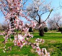 Almond blossoms paint Kashmir pink