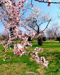 Almond blossoms paint Kashmir pink