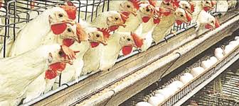 Kashmir poultry sector faces sharp decline