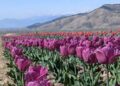 ‘Tulip research centre Anantnag to reduce import dependence’