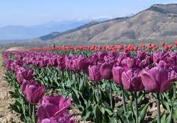 ‘Tulip research centre Anantnag to reduce import dependence’