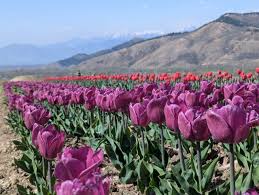 ‘Tulip research centre Anantnag to reduce import dependence’