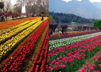 Tulip garden to open March 16 with 1.8 million blooms across 70 varieties