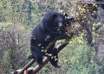 Wildlife Board urges officials to explore crop damage compensation for farmers
