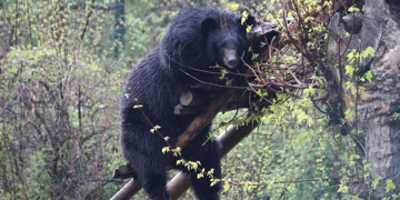 Wildlife Board urges officials to explore crop damage compensation for farmers