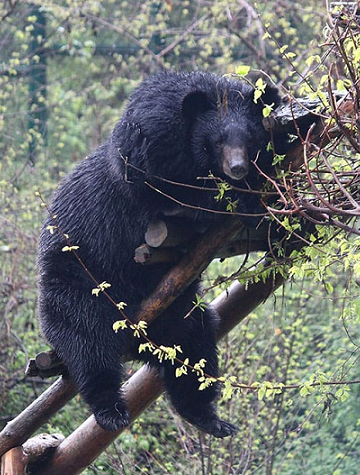 Wildlife Board urges officials to explore crop damage compensation for farmers