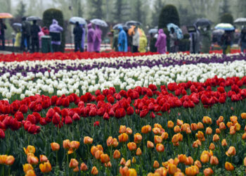 Tulip Garden to be shut for public on Apr-16