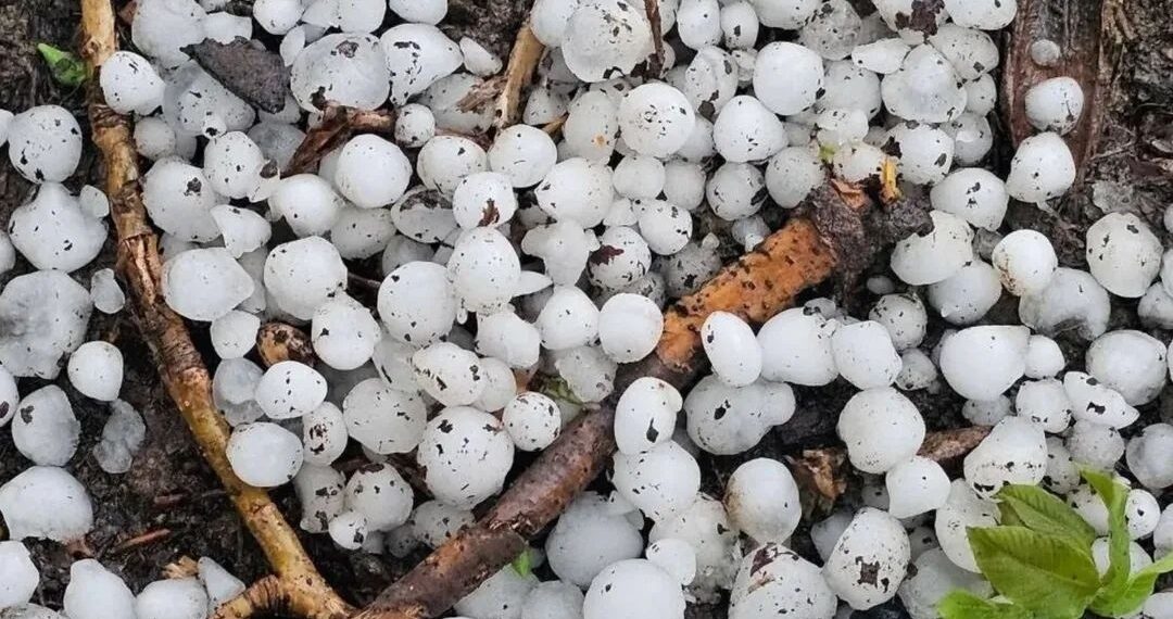 Intense hailstorm leaves Bandipora farmers grappling