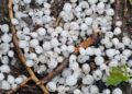 Intense hailstorm leaves Bandipora farmers grappling