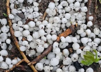 Intense hailstorm leaves Bandipora farmers grappling