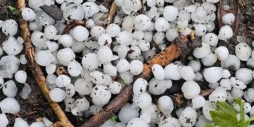 Intense hailstorm leaves Bandipora farmers grappling