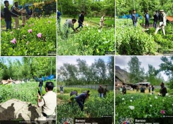 Nasha Mukht J&K Abhiyan :  Central Kashmir Excise Range  destroys Poppy cultivation