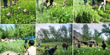 Nasha Mukht J&K Abhiyan :  Central Kashmir Excise Range  destroys Poppy cultivation