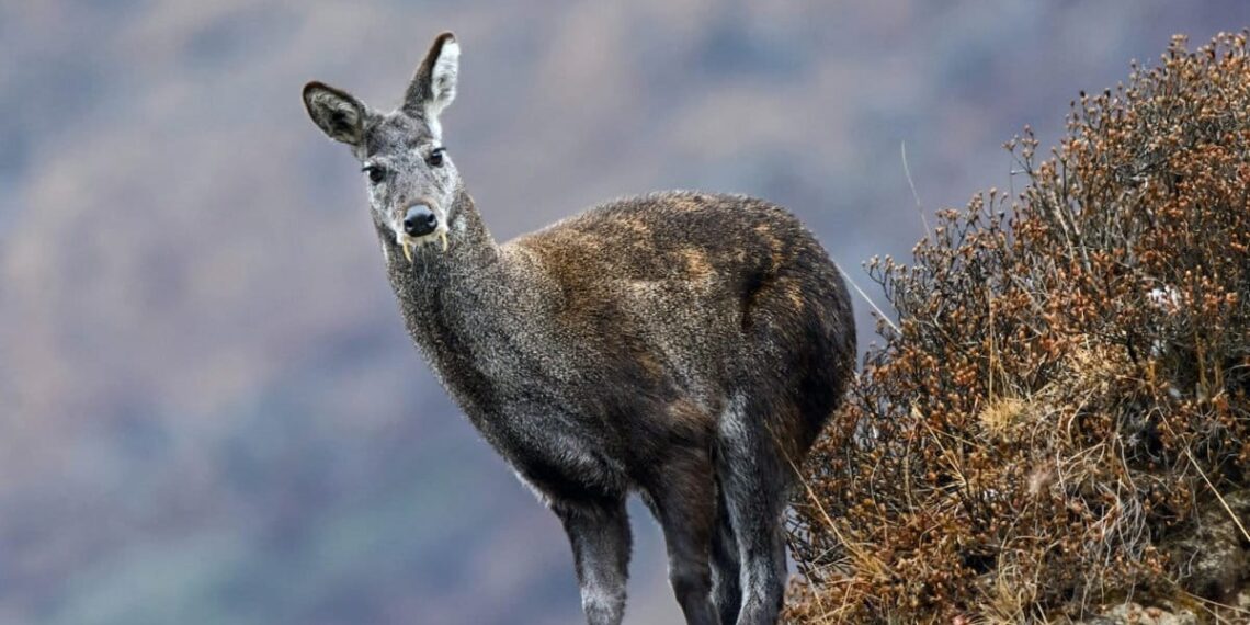 Rare Himalayan Musk Deer rescued along LoC in Gurez
