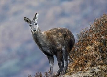 Rare Himalayan Musk Deer rescued along LoC in Gurez
