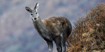 Rare Himalayan Musk Deer rescued along LoC in Gurez