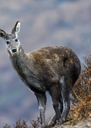 Rare Himalayan Musk Deer rescued along LoC in Gurez