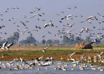 Kashmir wetlands host over 15 lakh migratory birds