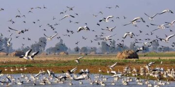Kashmir wetlands host over 15 lakh migratory birds