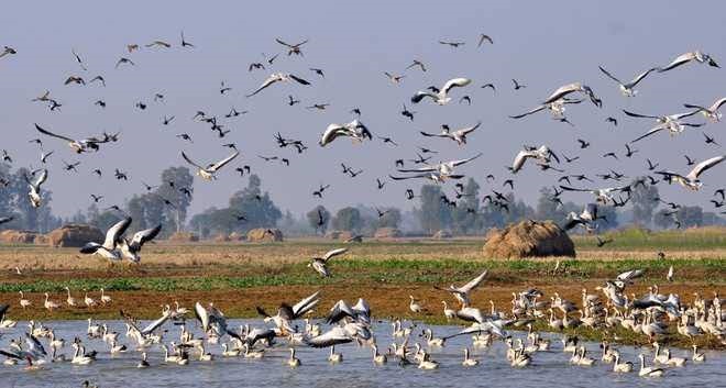 Kashmir wetlands host over 15 lakh migratory birds