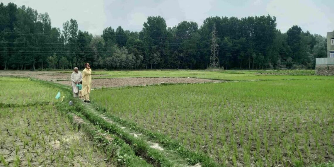 Farmers urge urgent desilting of south Kashmir canals