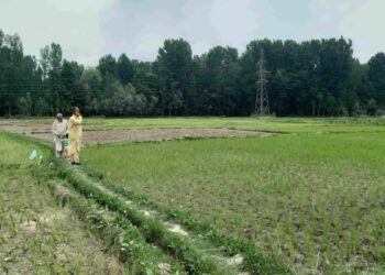 Farmers urge urgent desilting of south Kashmir canals