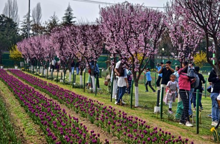 Blooming tulips in the Indira Gandhi Memorial Tulip Garden in Srinagar