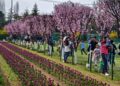 Blooming tulips in the Indira Gandhi Memorial Tulip Garden in Srinagar