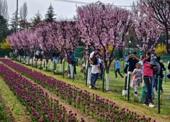 Blooming tulips in the Indira Gandhi Memorial Tulip Garden in Srinagar
