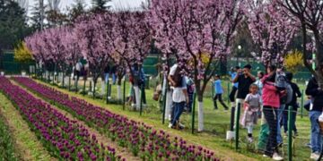 Blooming tulips in the Indira Gandhi Memorial Tulip Garden in Srinagar