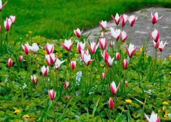 Pampore Karewas bloom into a tulip tapestry